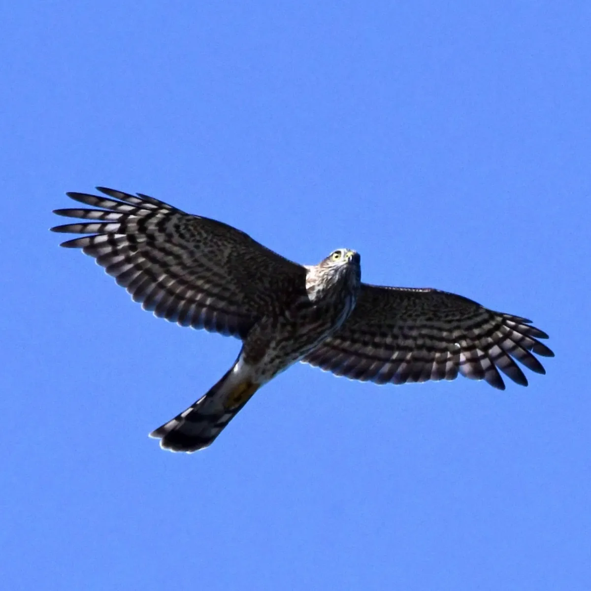 Gespotte Amerikaanse sperwer