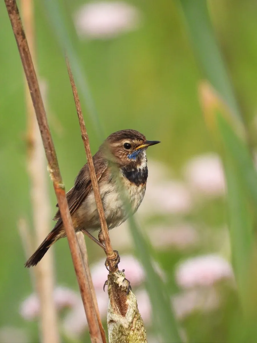 Spotted Bluethroat
