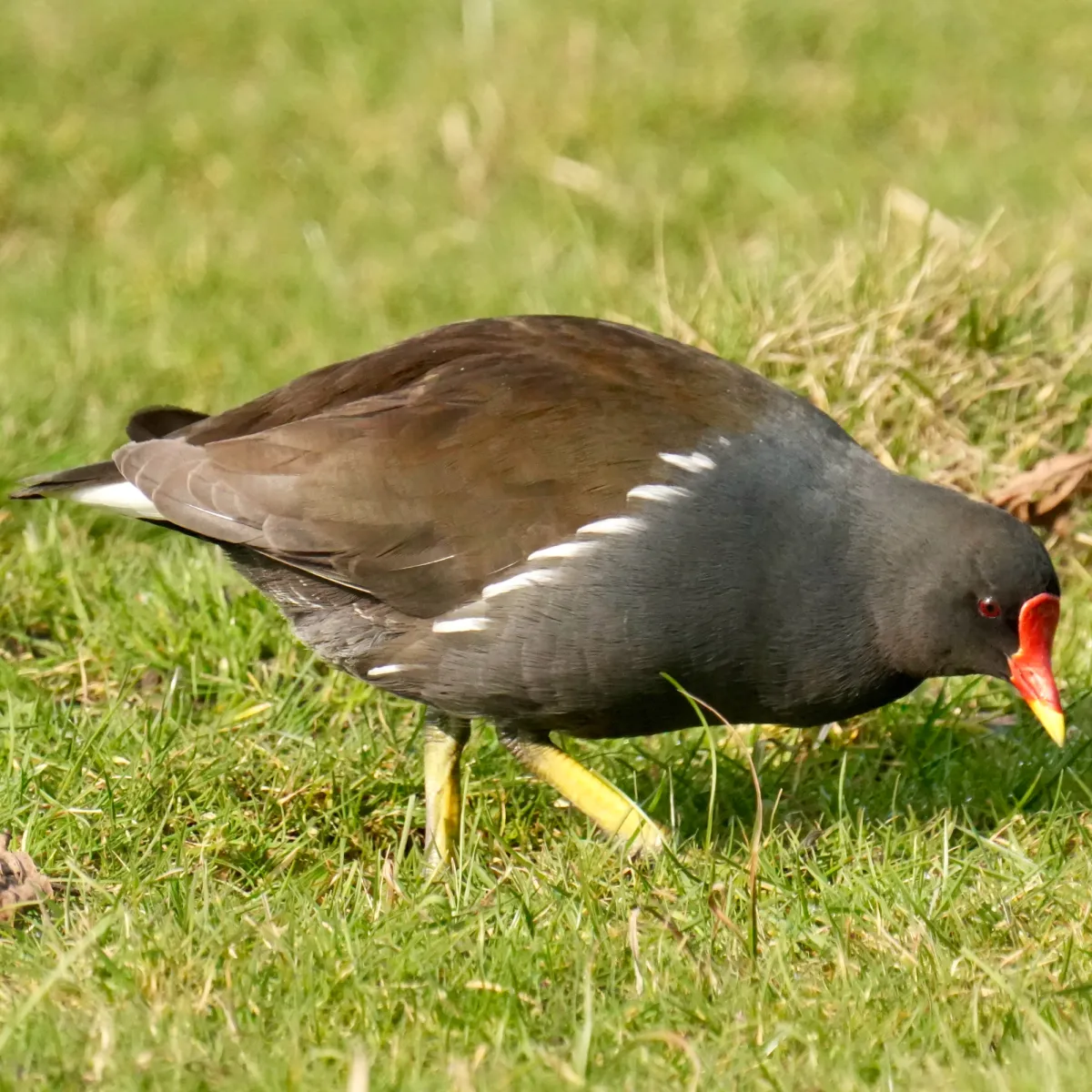 Spotted Eurasian Moorhen