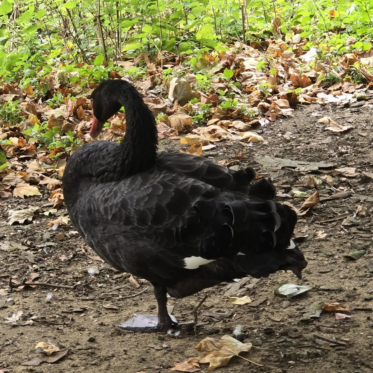 Spotted Black Swan