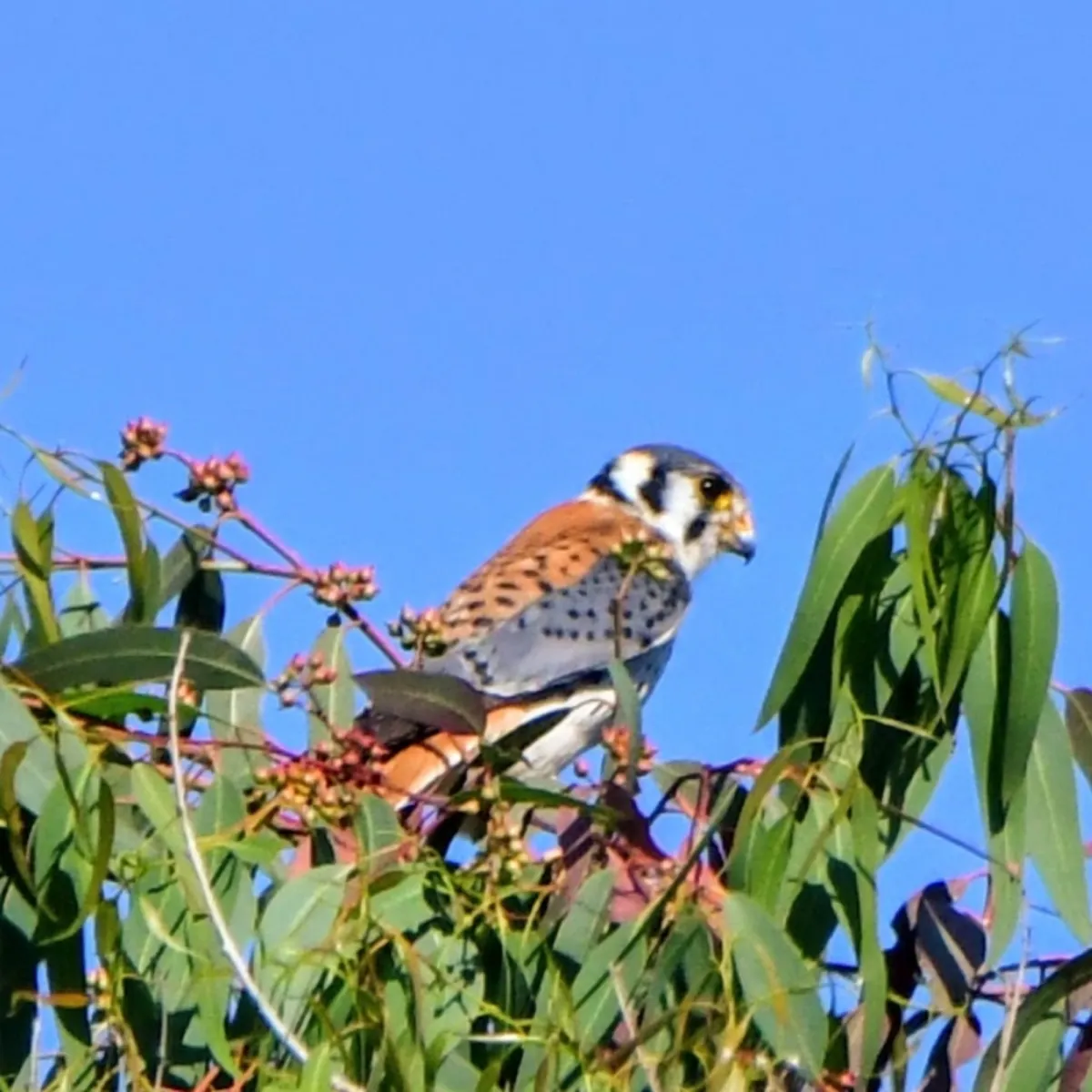 Spotted American Kestrel