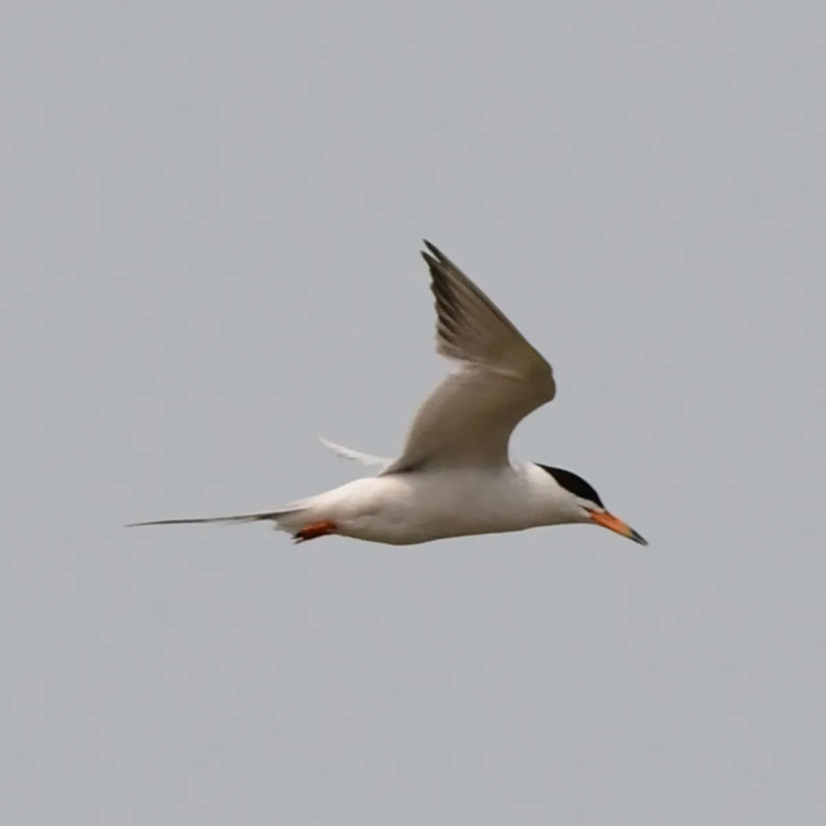 Spotted Forster's Tern