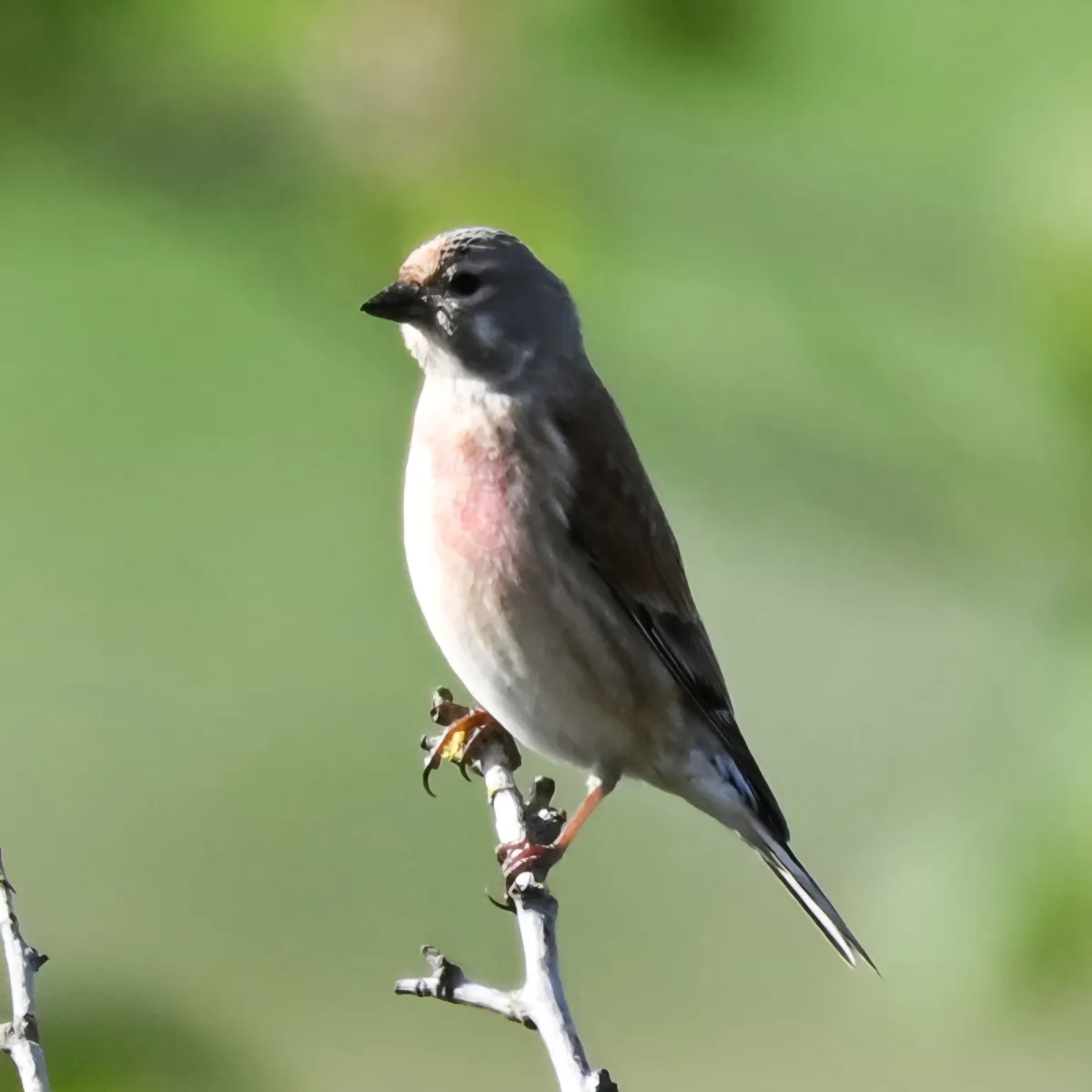 Spotted Eurasian Linnet