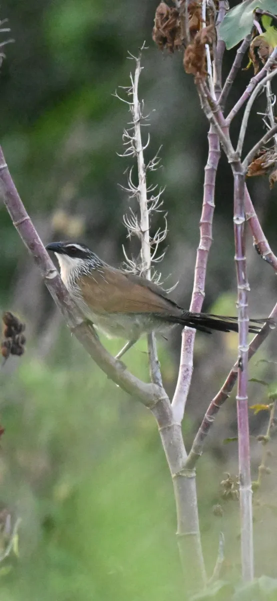 Spotted White-browed Coucal