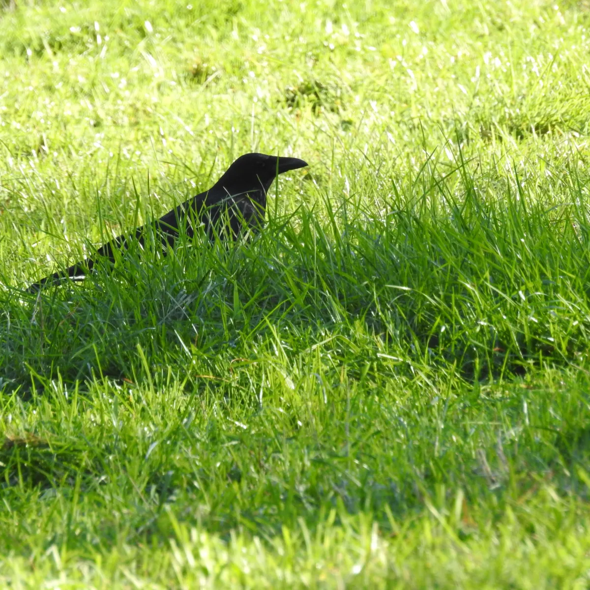 Spotted Carrion Crow