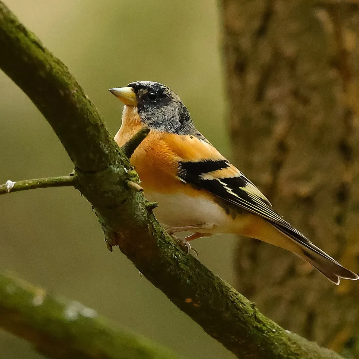 Spotted Brambling