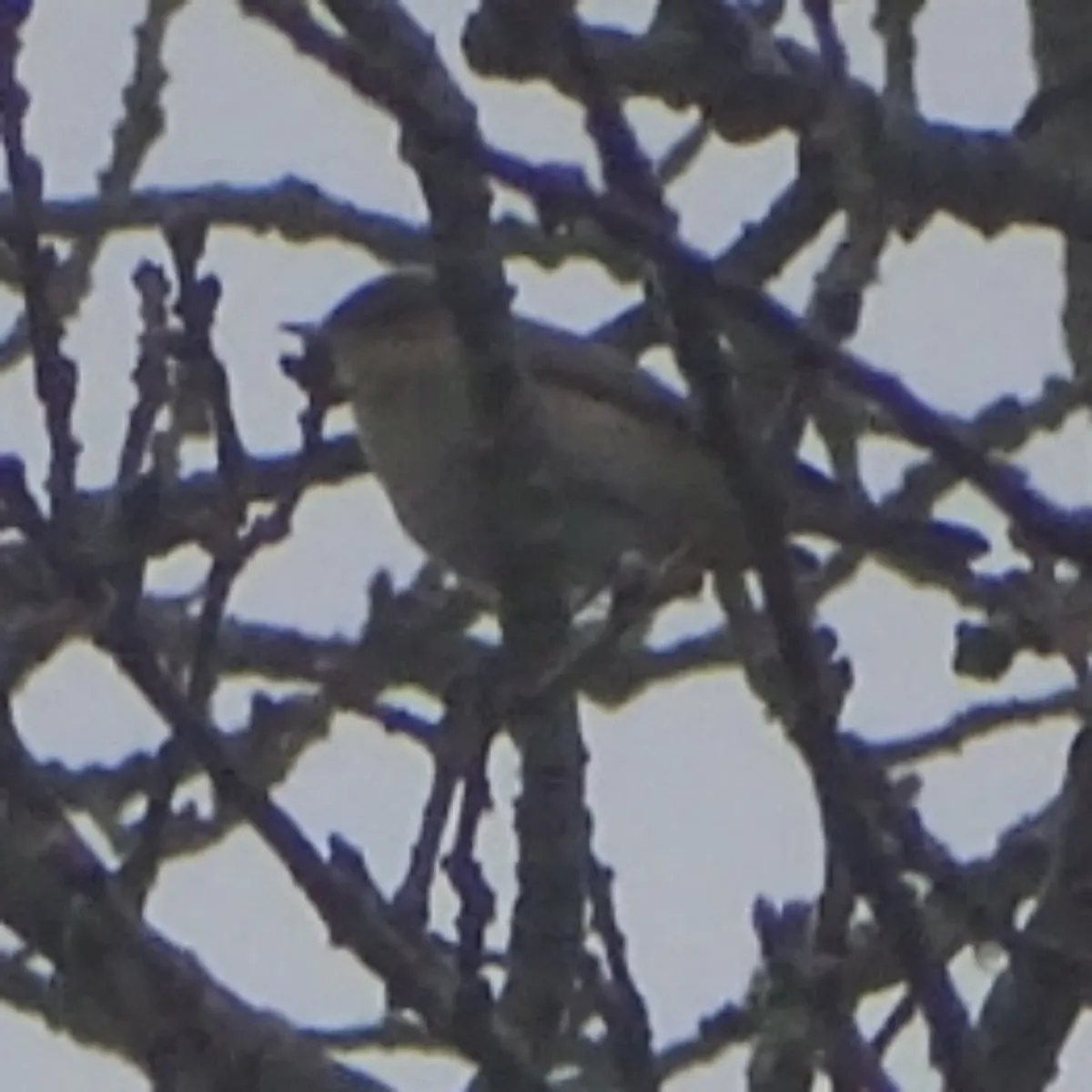Spotted Common Chiffchaff
