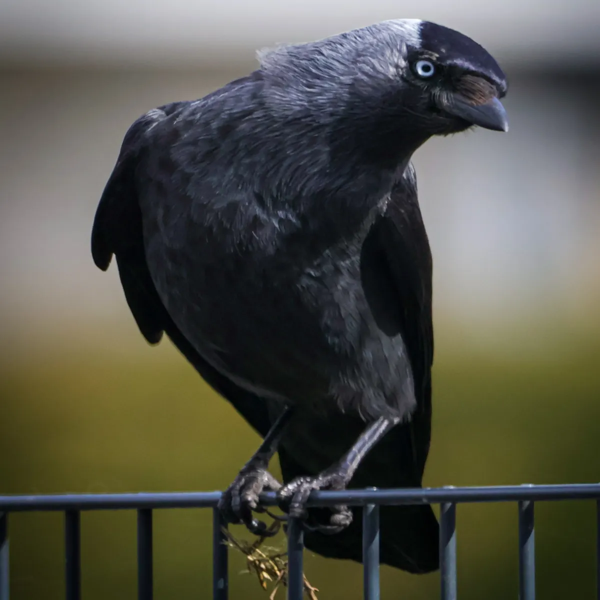 Spotted Eurasian Jackdaw
