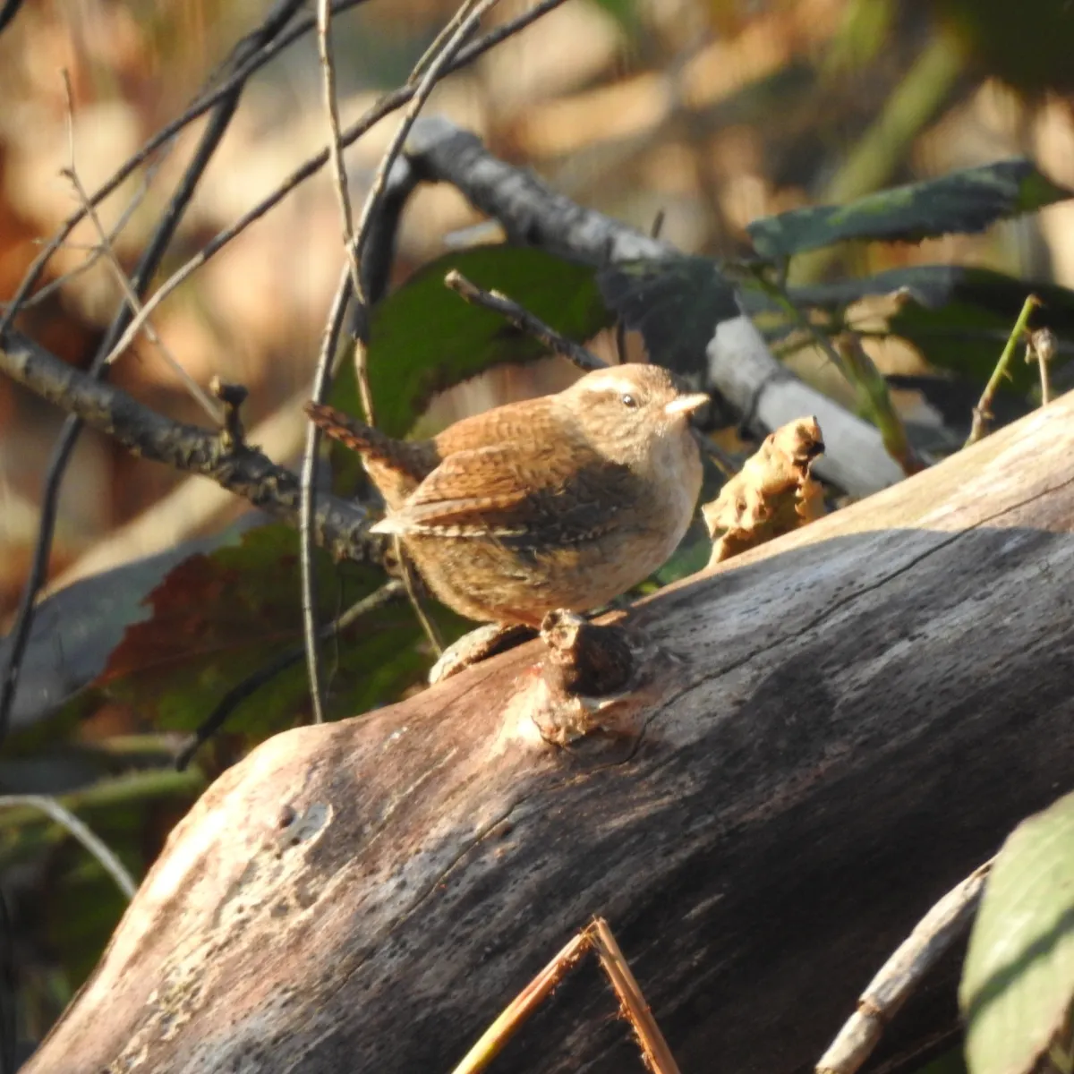 Spotted Eurasian Wren