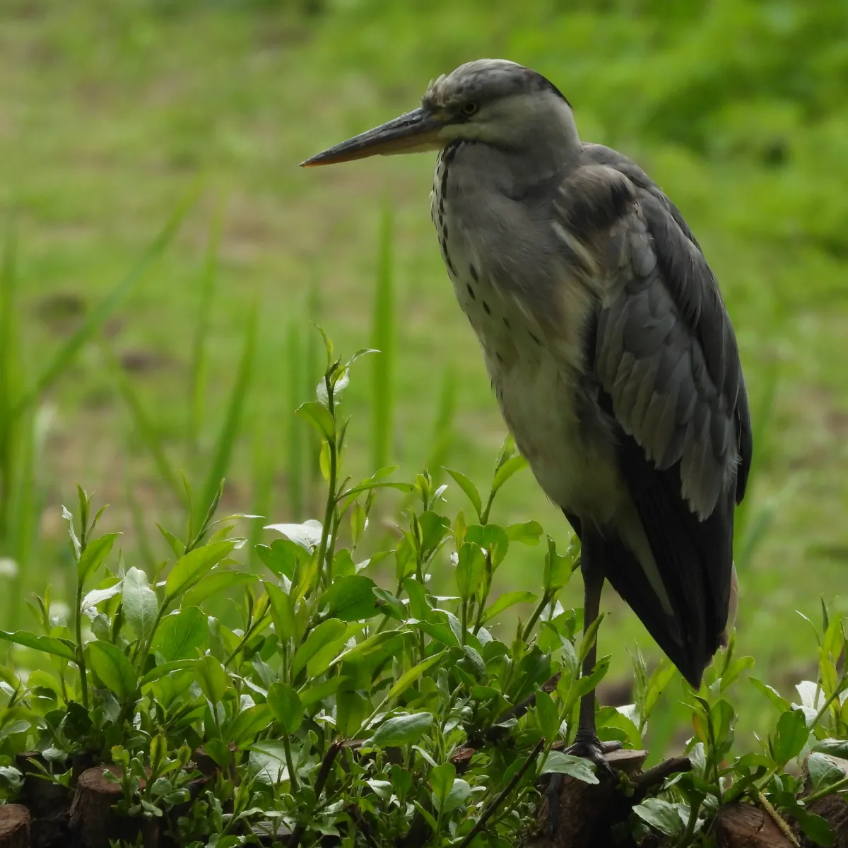 Waargenomen Blauwe reiger