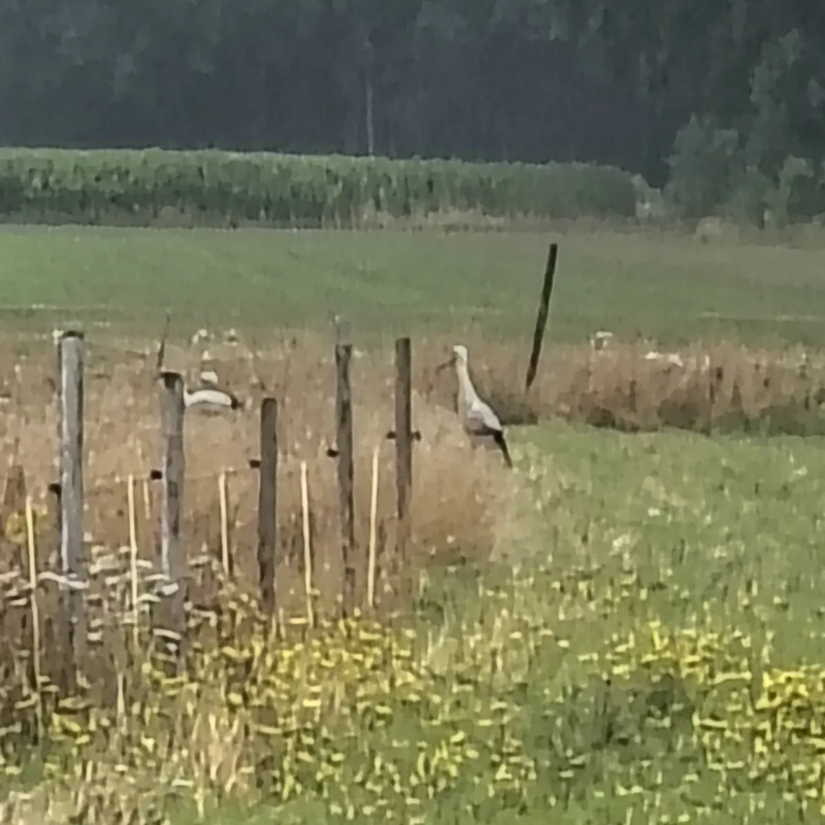 Waargenomen Ooievaar