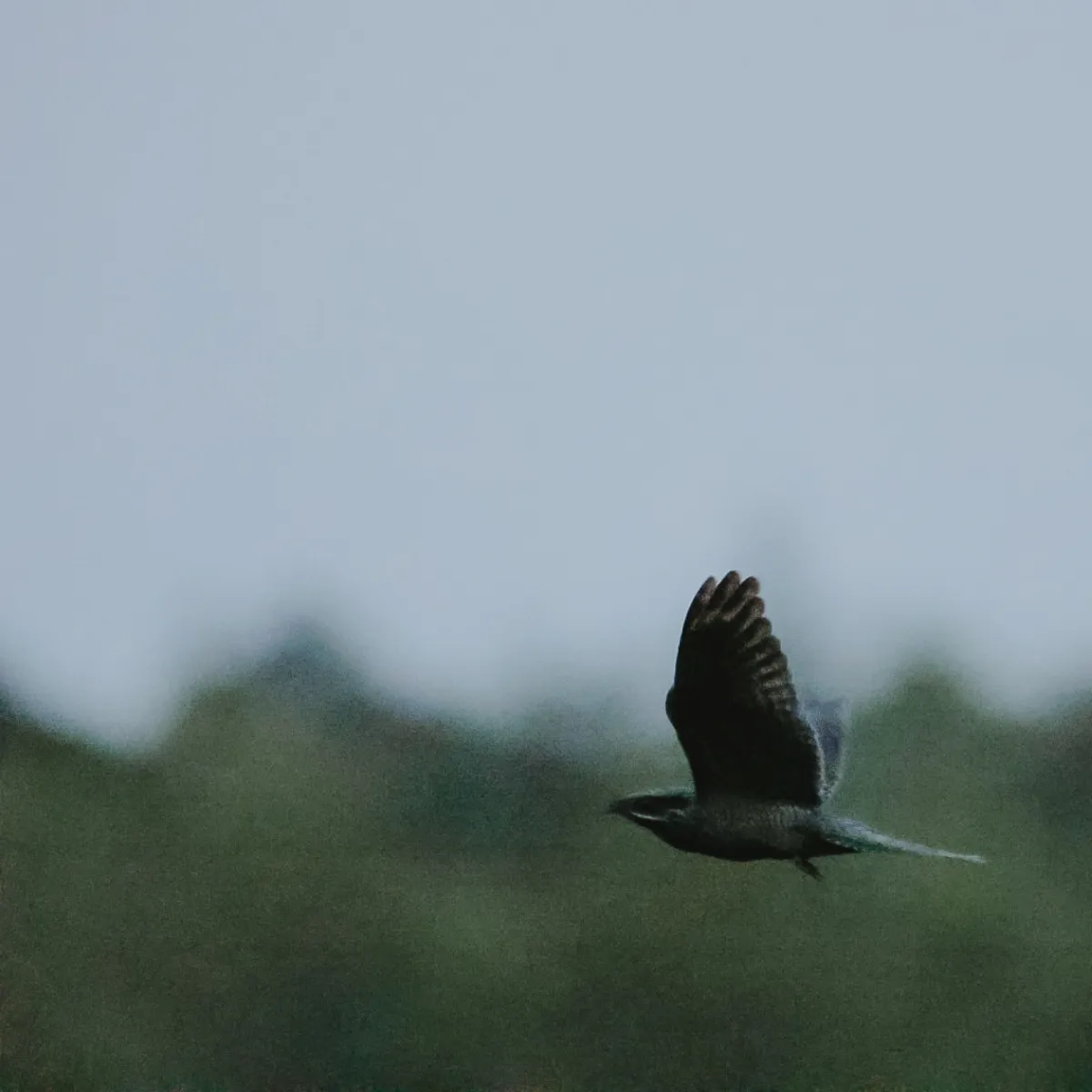 Spotted Eurasian Nightjar