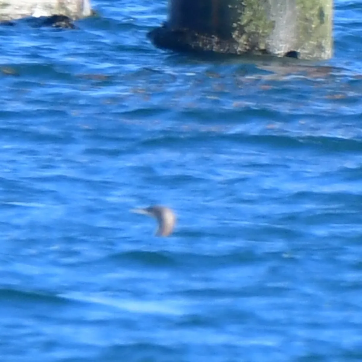 Spotted Pacific Loon