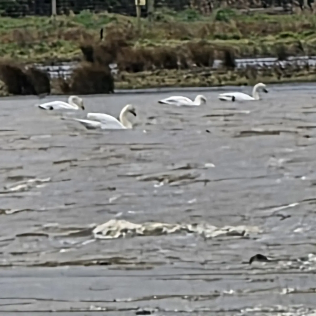 Gespotte Wilde zwaan