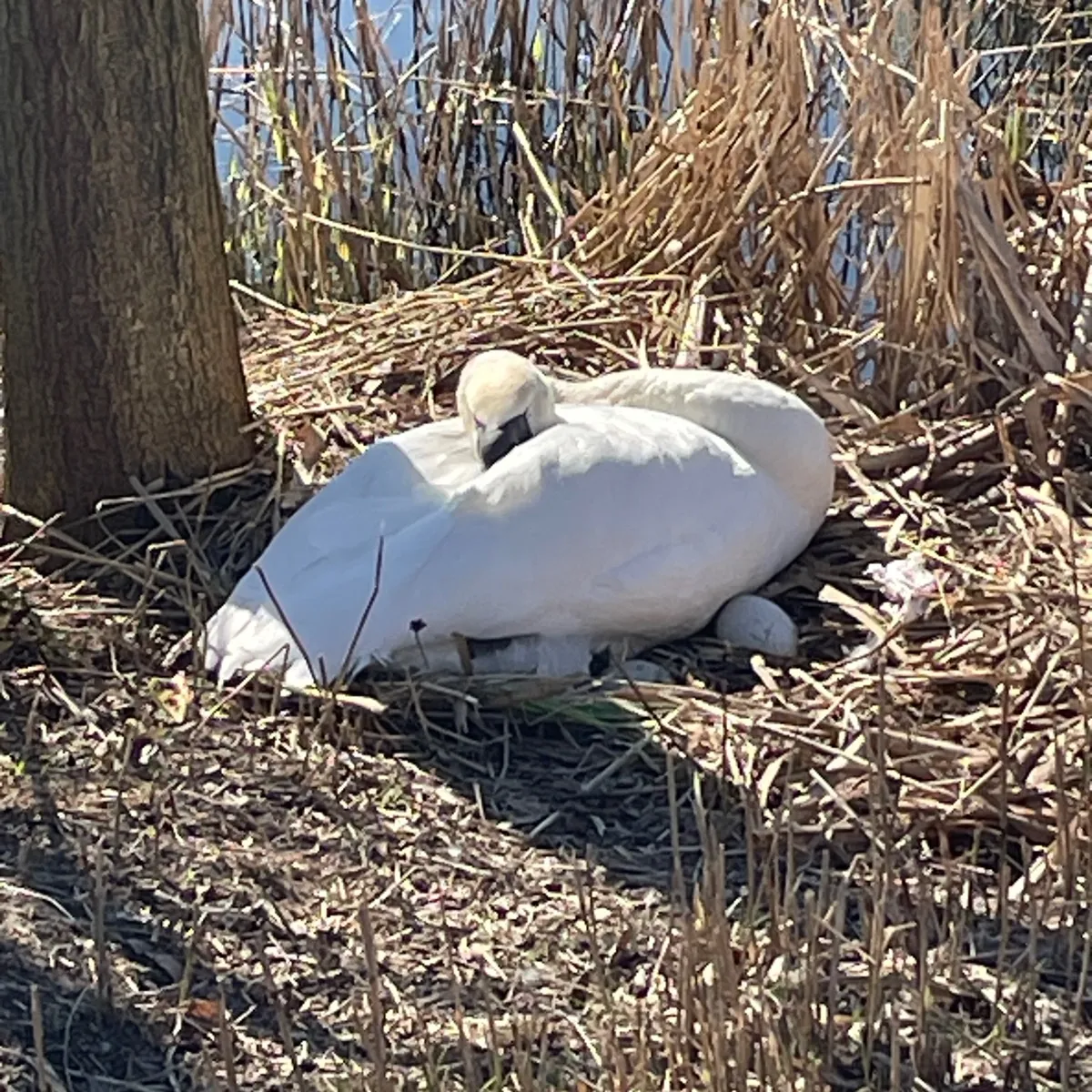 Spotted Mute Swan