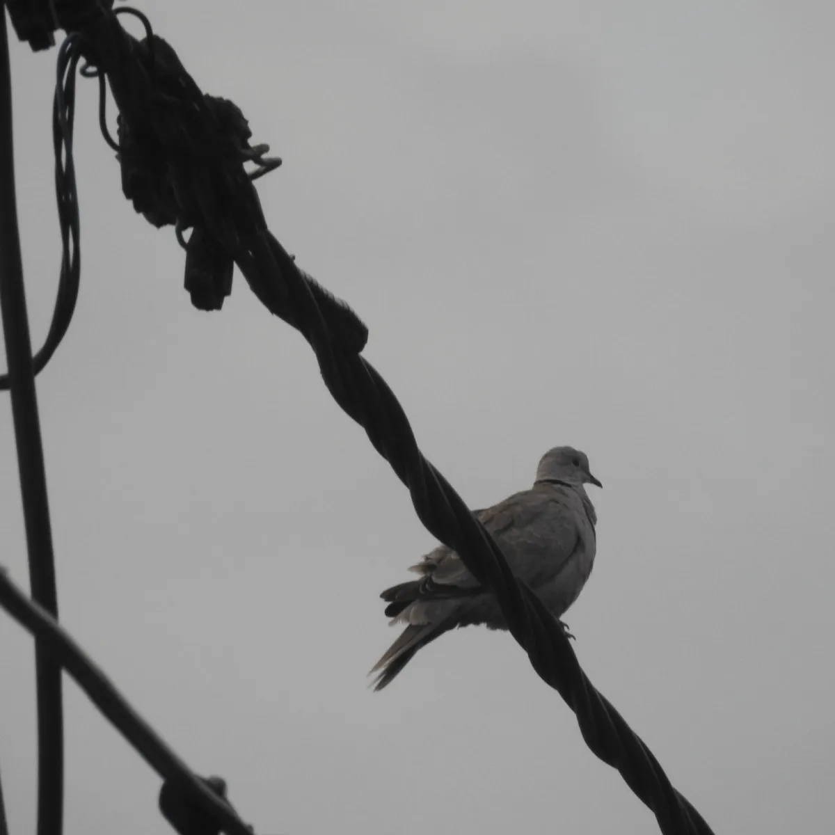 Spotted Eurasian Collared-Dove