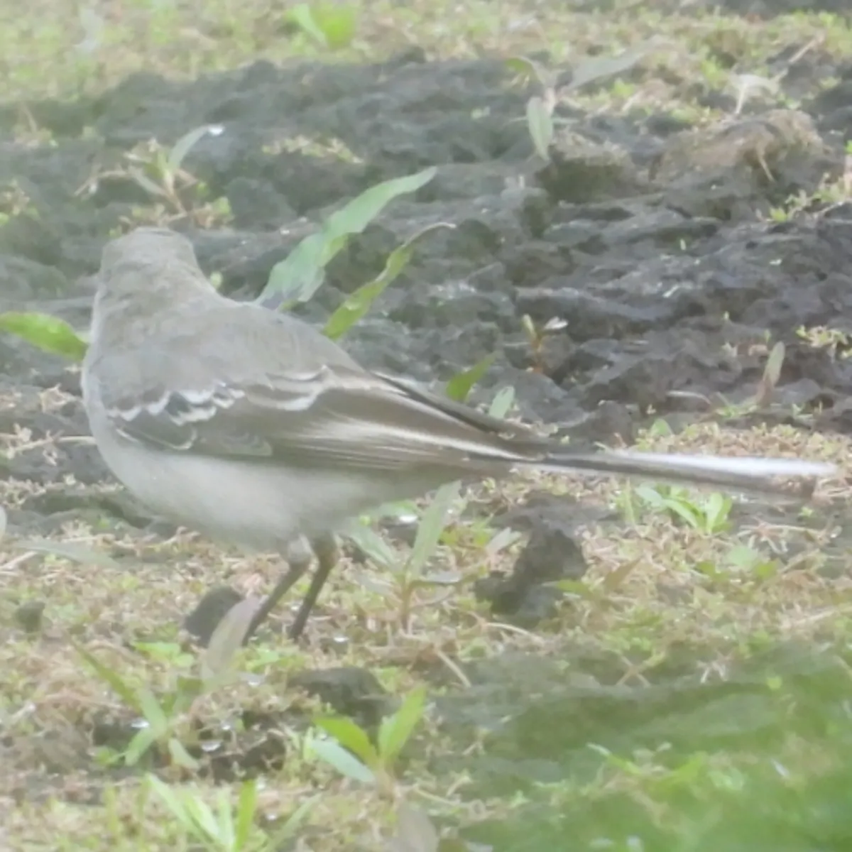 Spotted White Wagtail