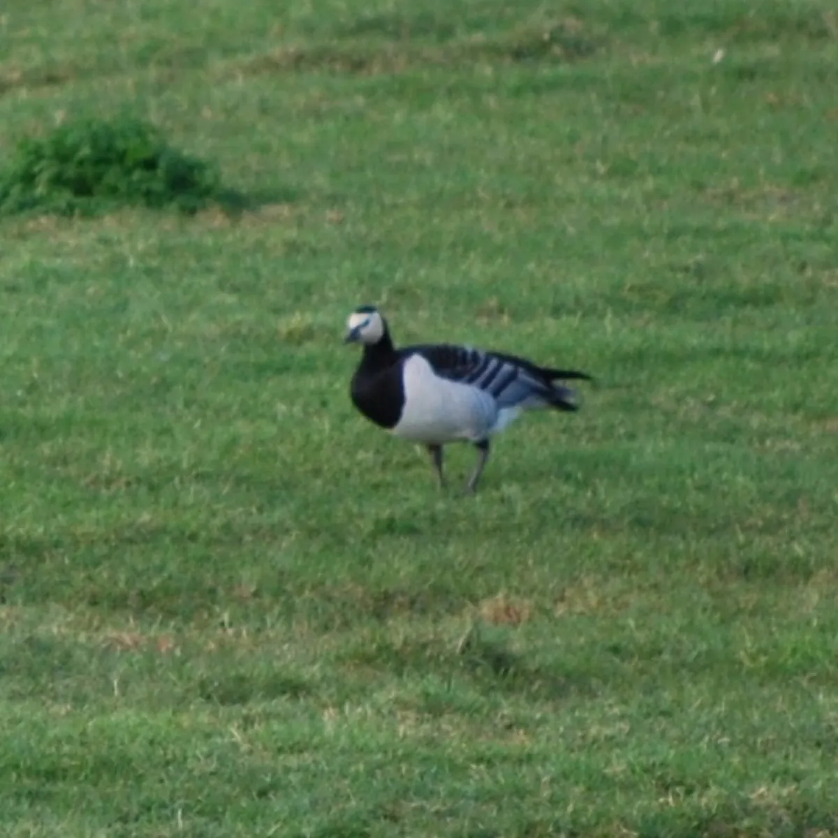 Spotted Barnacle Goose