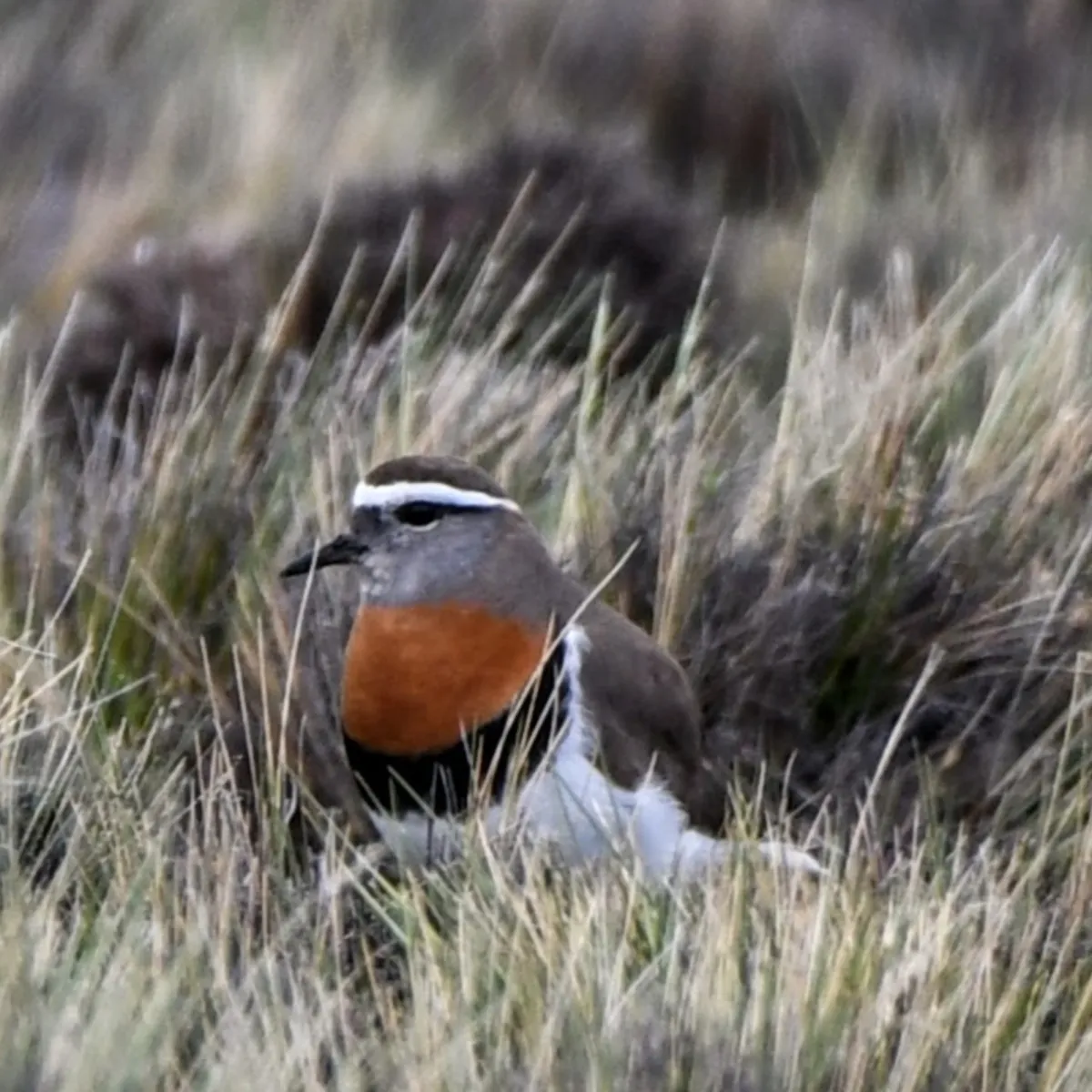 Spotted Rufous-chested Dotterel