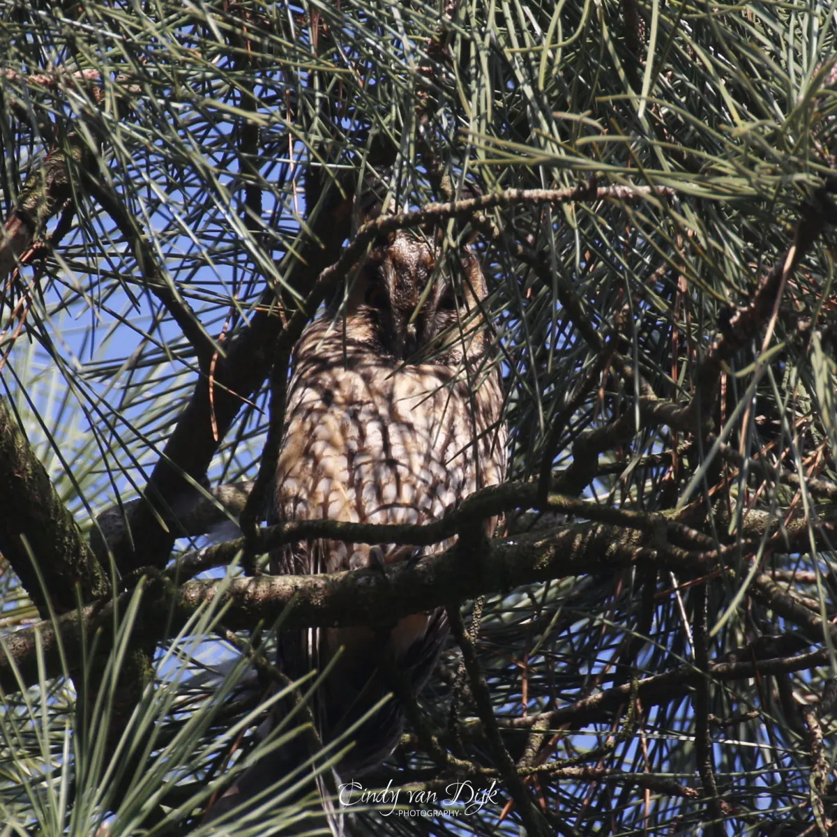 Spotted Long-eared Owl