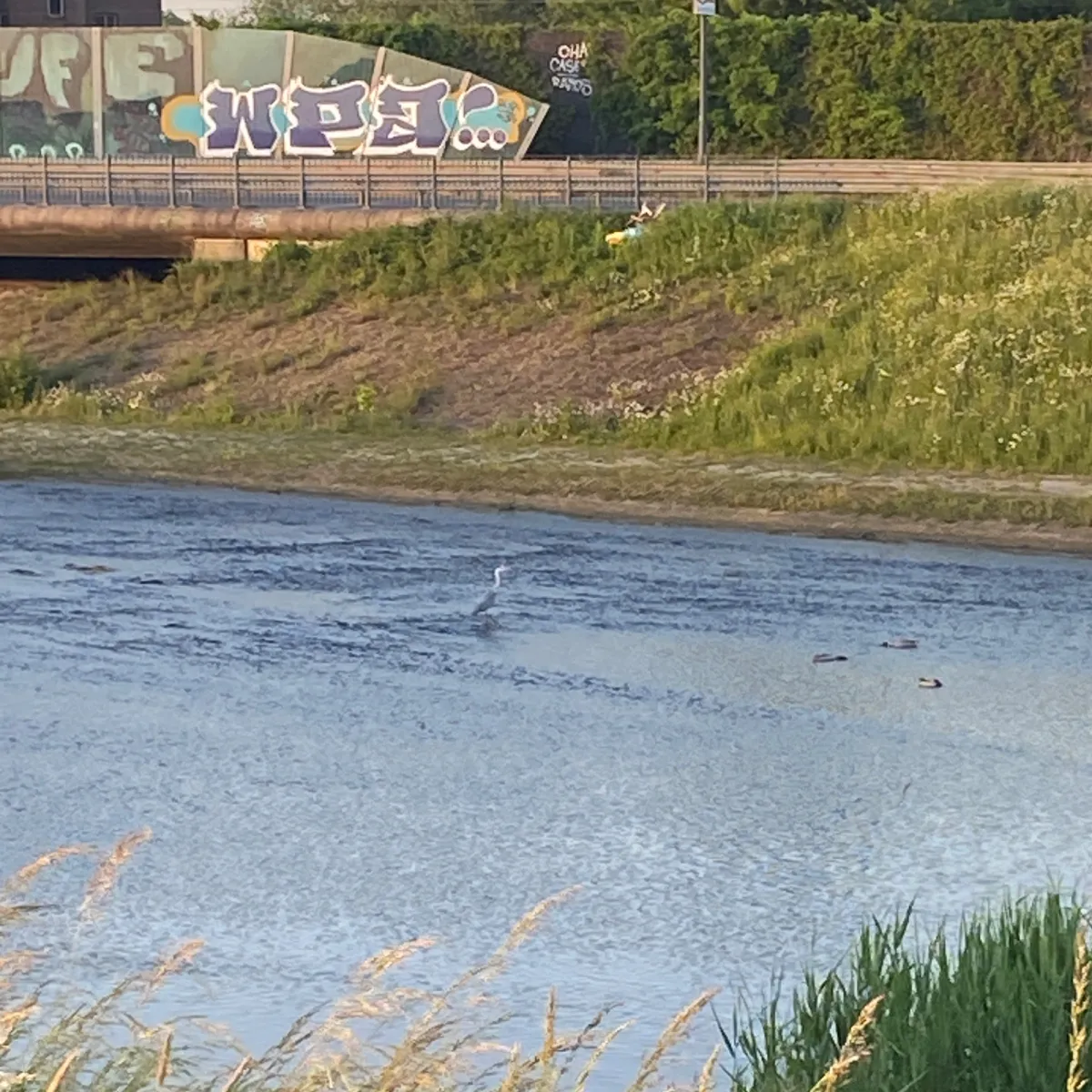 Waargenomen Blauwe reiger