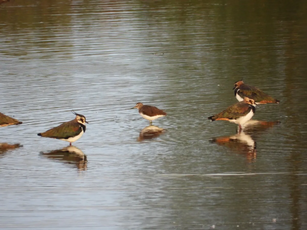 Spotted Northern Lapwing