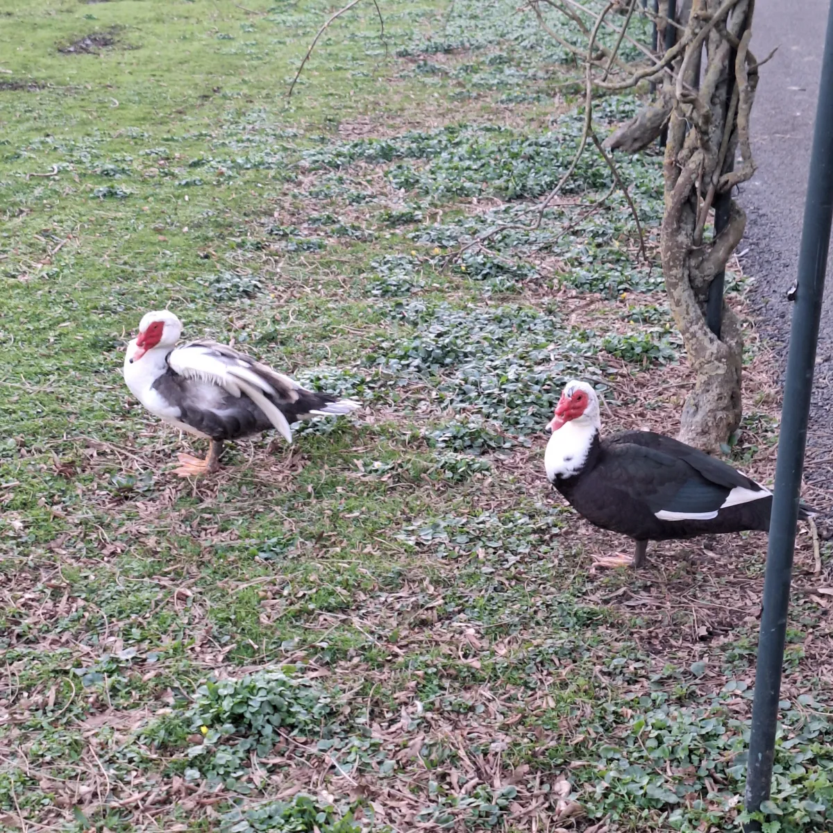 Spotted Muscovy Duck