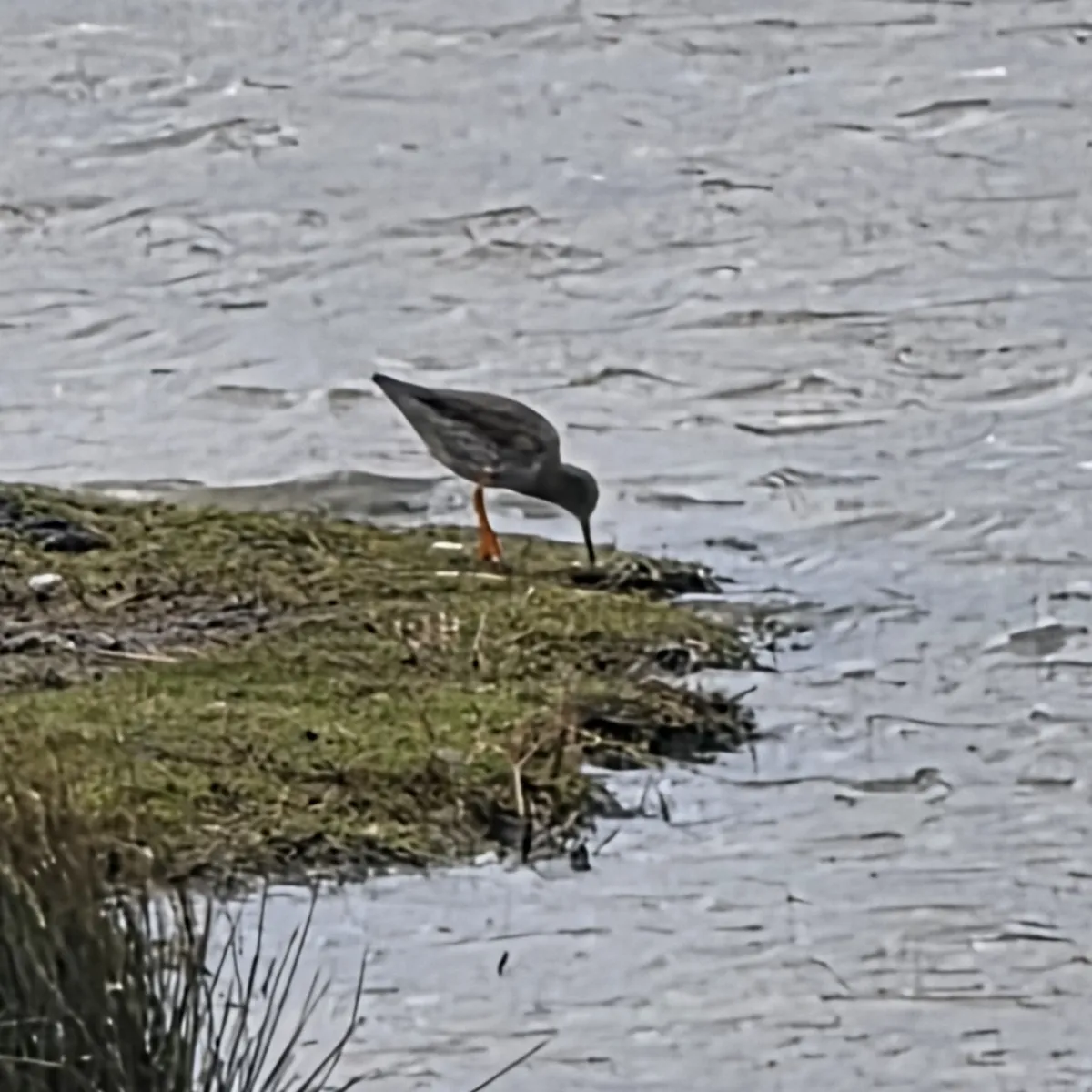 Spotted Common Redshank