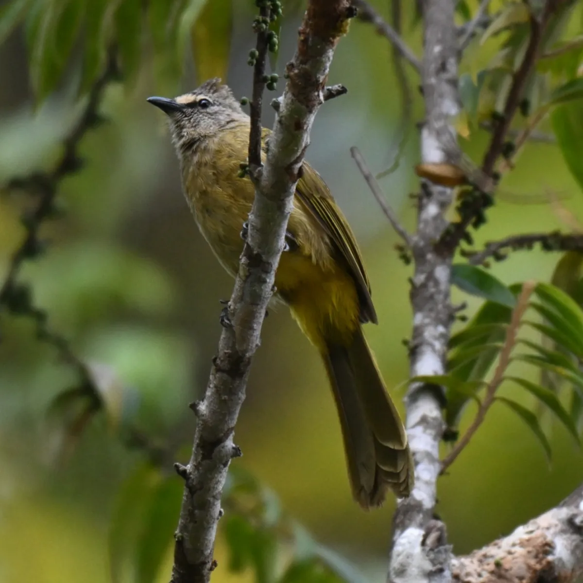 Gespotte Geelwangbuulbuul