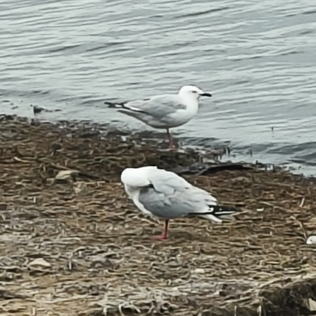 Spotted Silver Gull