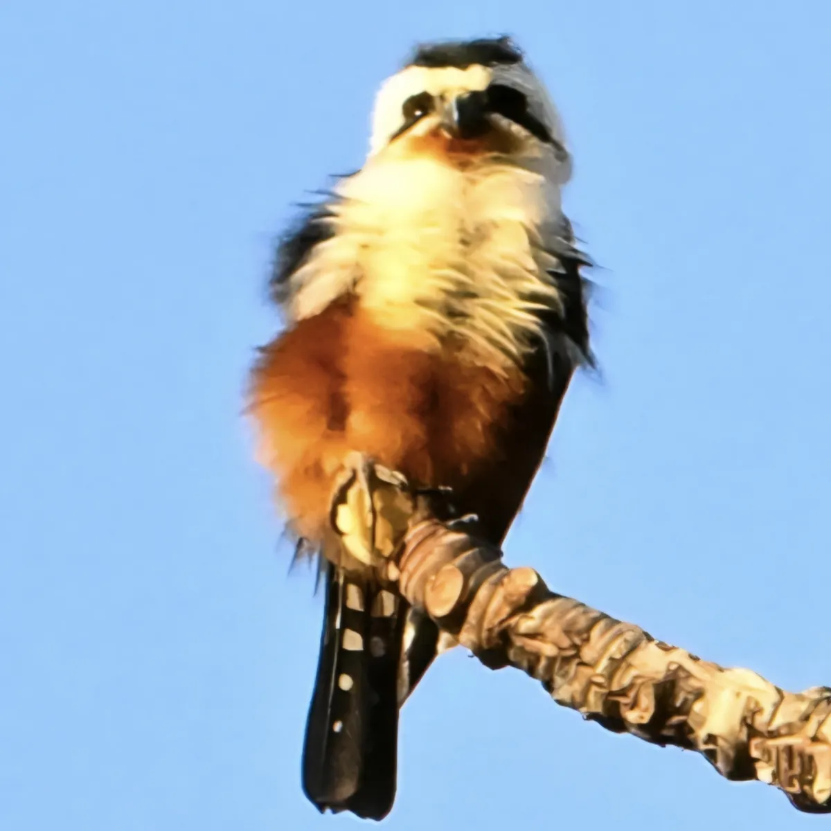 Gespotte Roodbroekdwergvalk