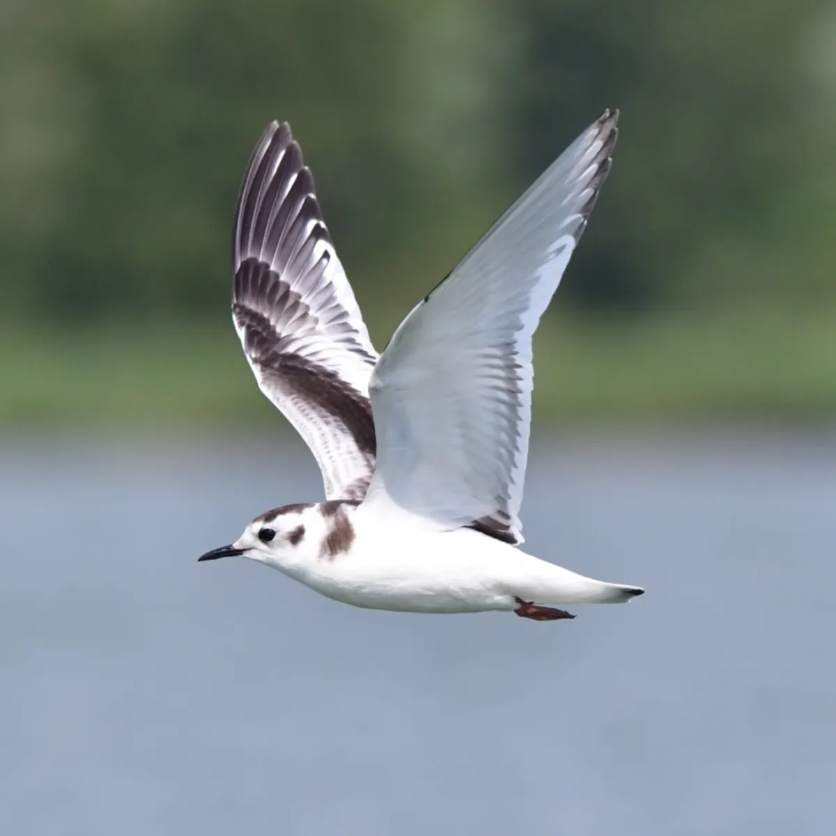 Spotted Little Gull