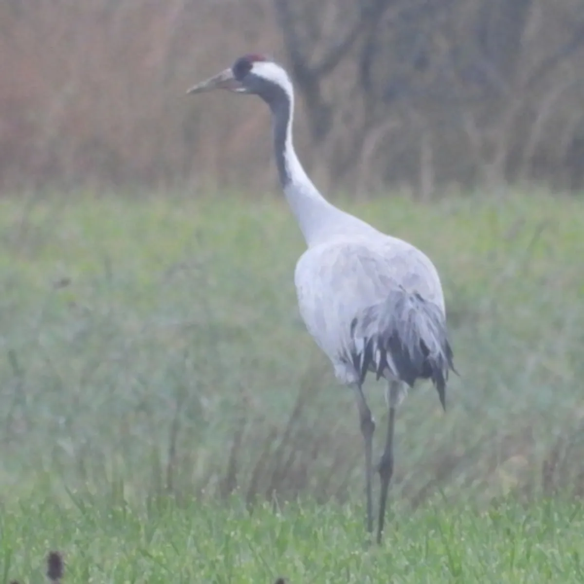 Waargenomen Kraanvogel