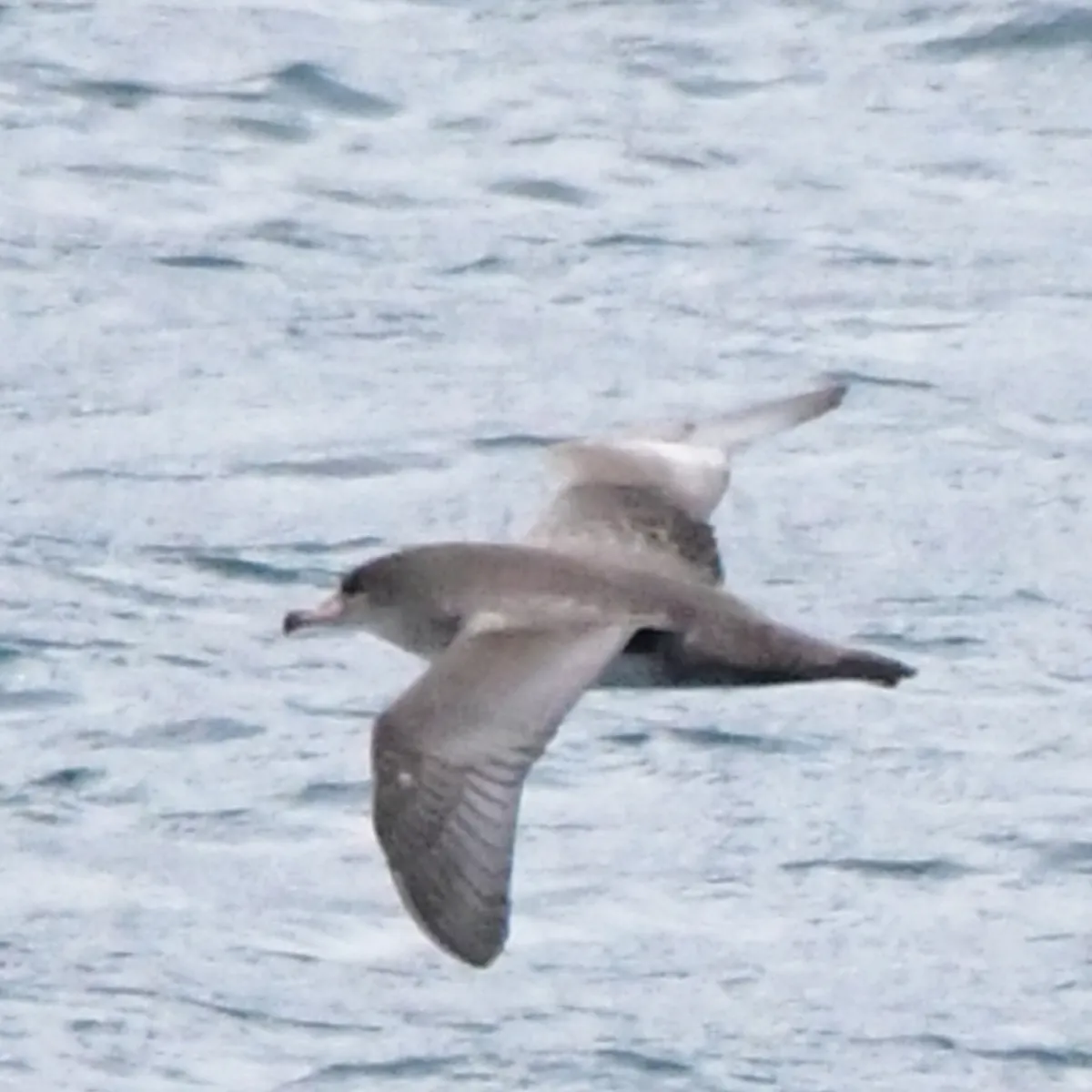 Spotted Pink-footed Shearwater