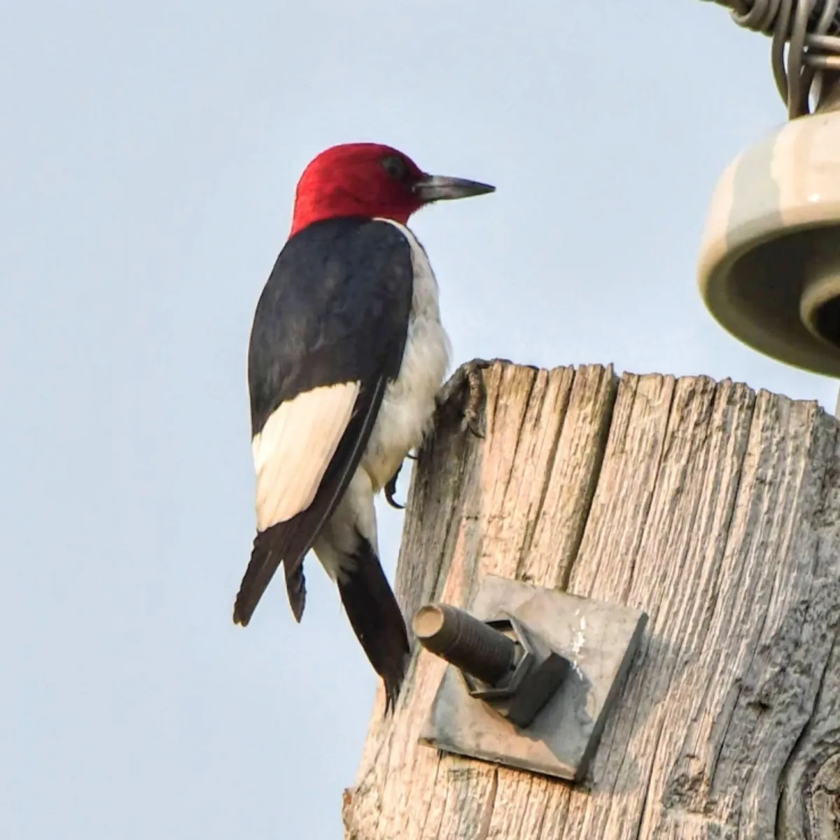 Gespotte Roodkopspecht