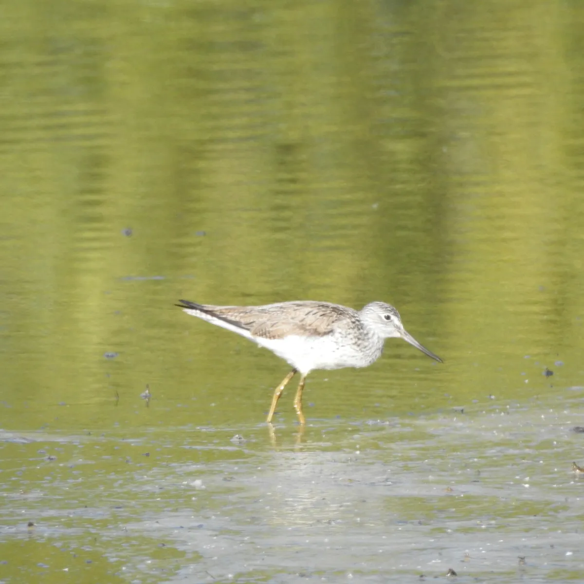 Spotted Common Greenshank