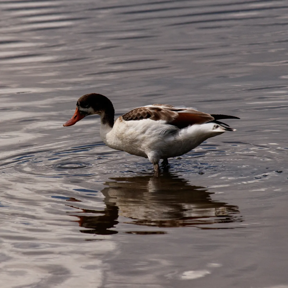 Spotted Common Shelduck