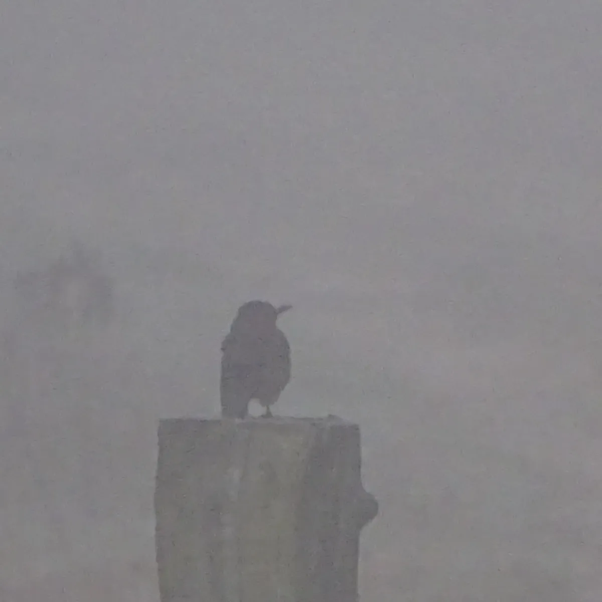 Spotted Eurasian Blackbird