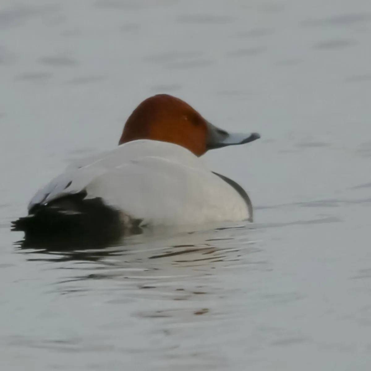 Spotted Common Pochard