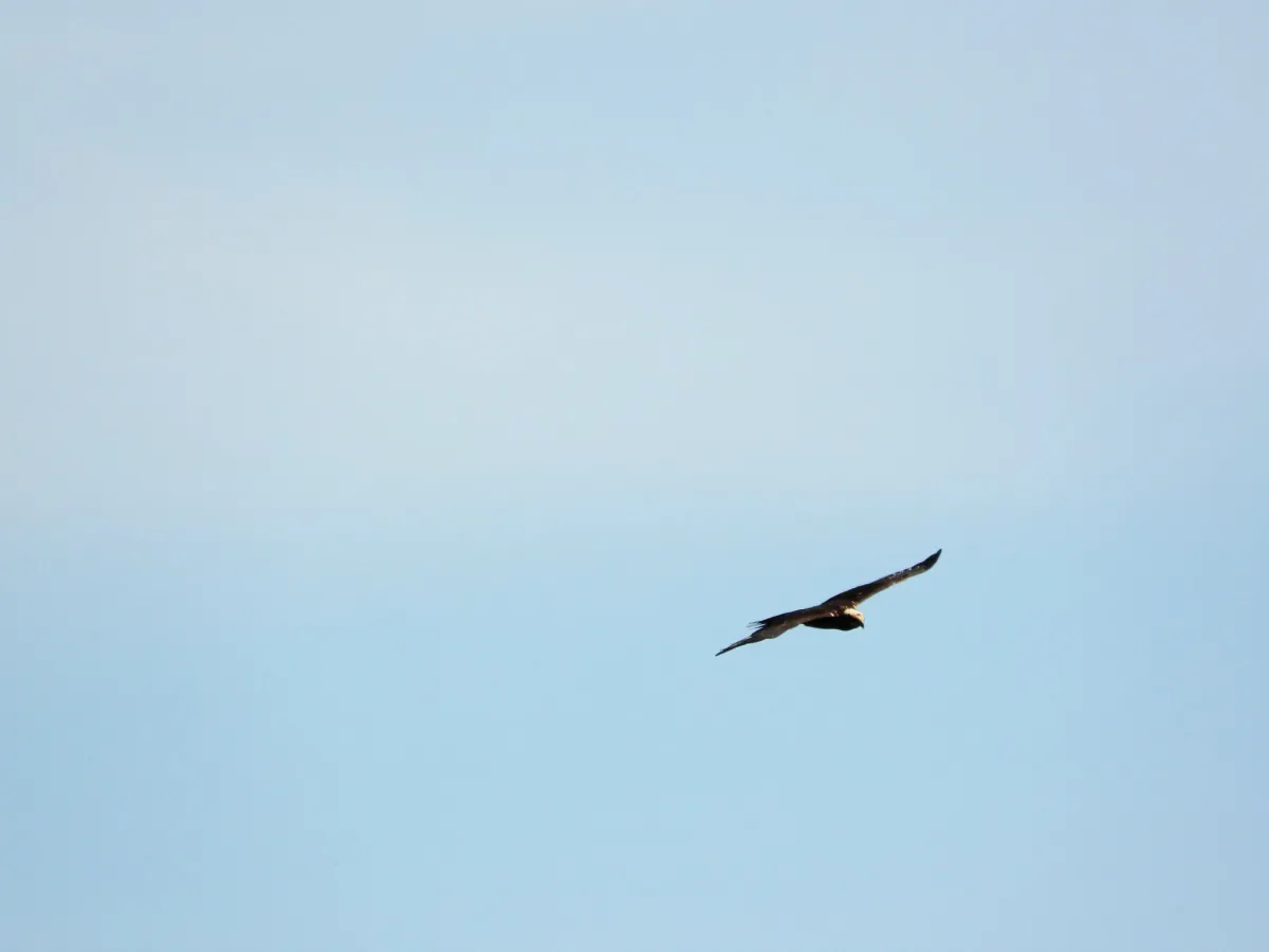 Spotted Western Marsh Harrier
