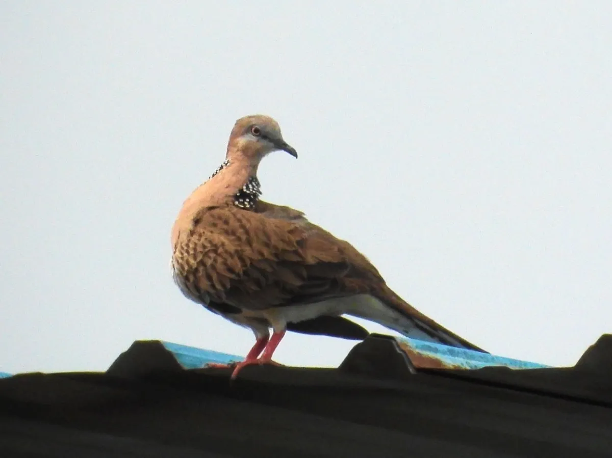 Gespotte Parelhalstortel