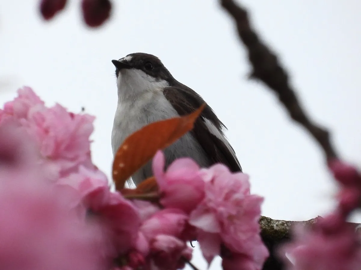 Gespotte Bonte vliegenvanger
