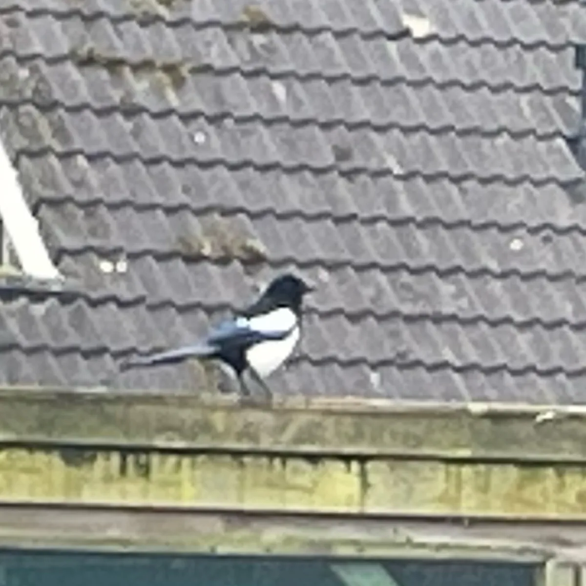Spotted Eurasian Magpie