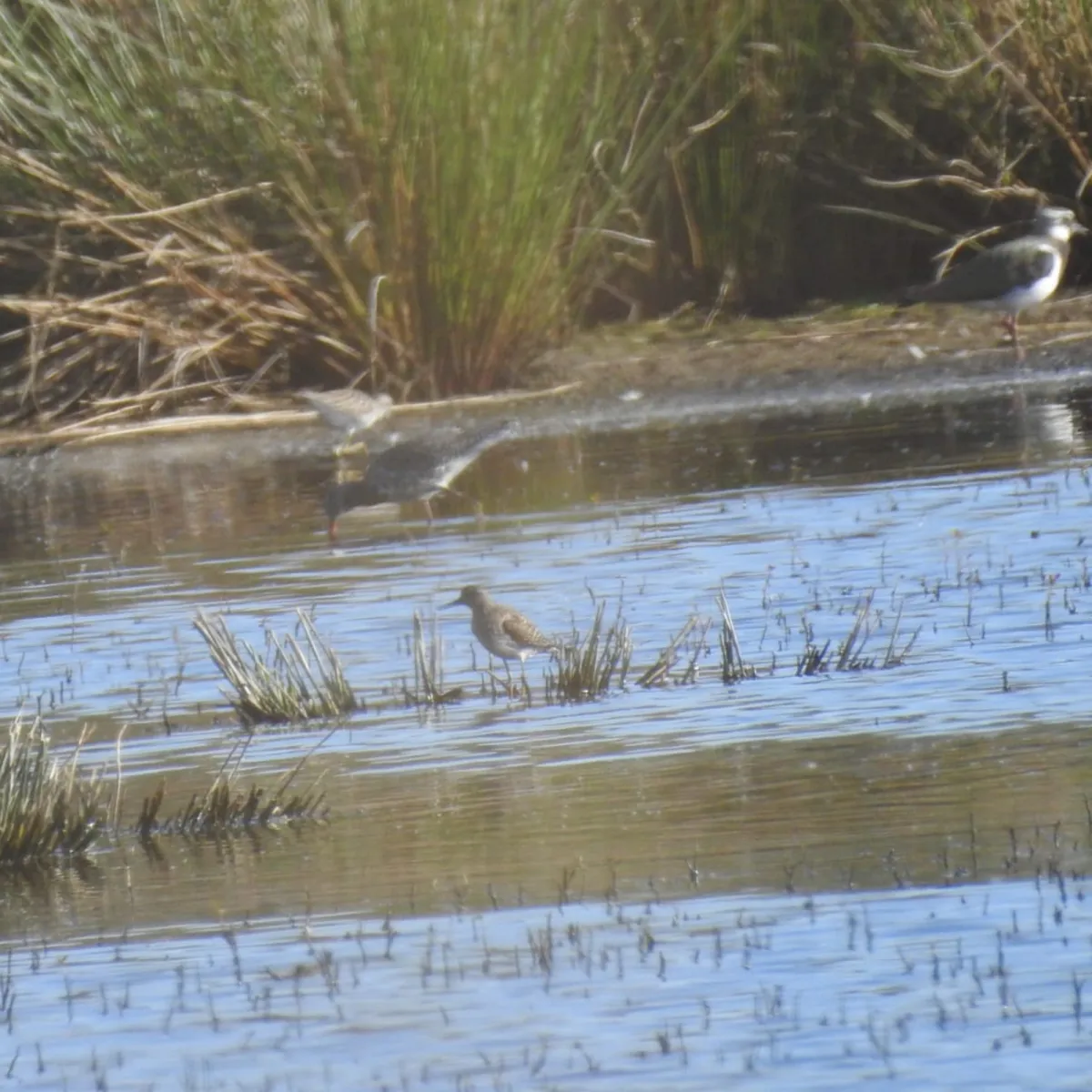 Spotted Wood Sandpiper