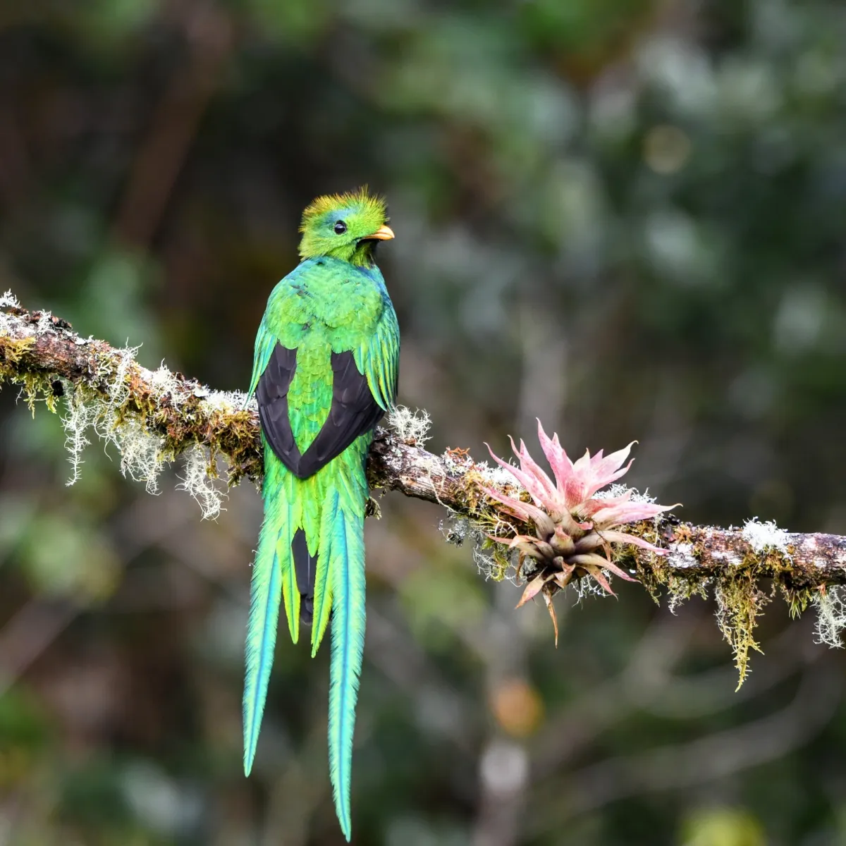 Spotted Resplendent Quetzal
