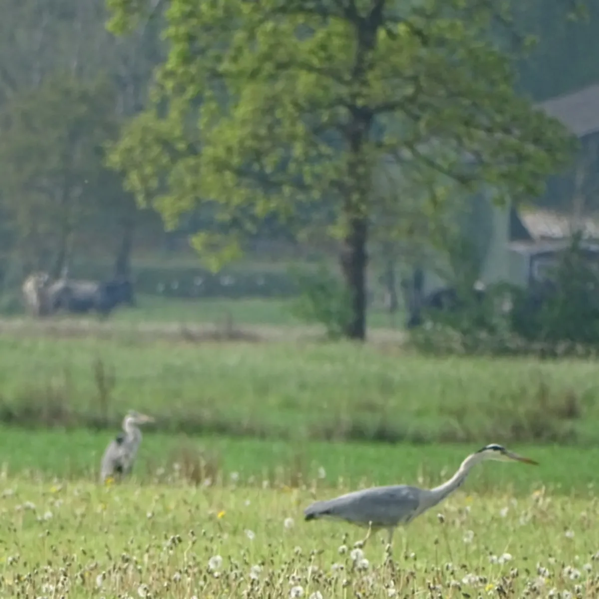 Waargenomen Blauwe reiger