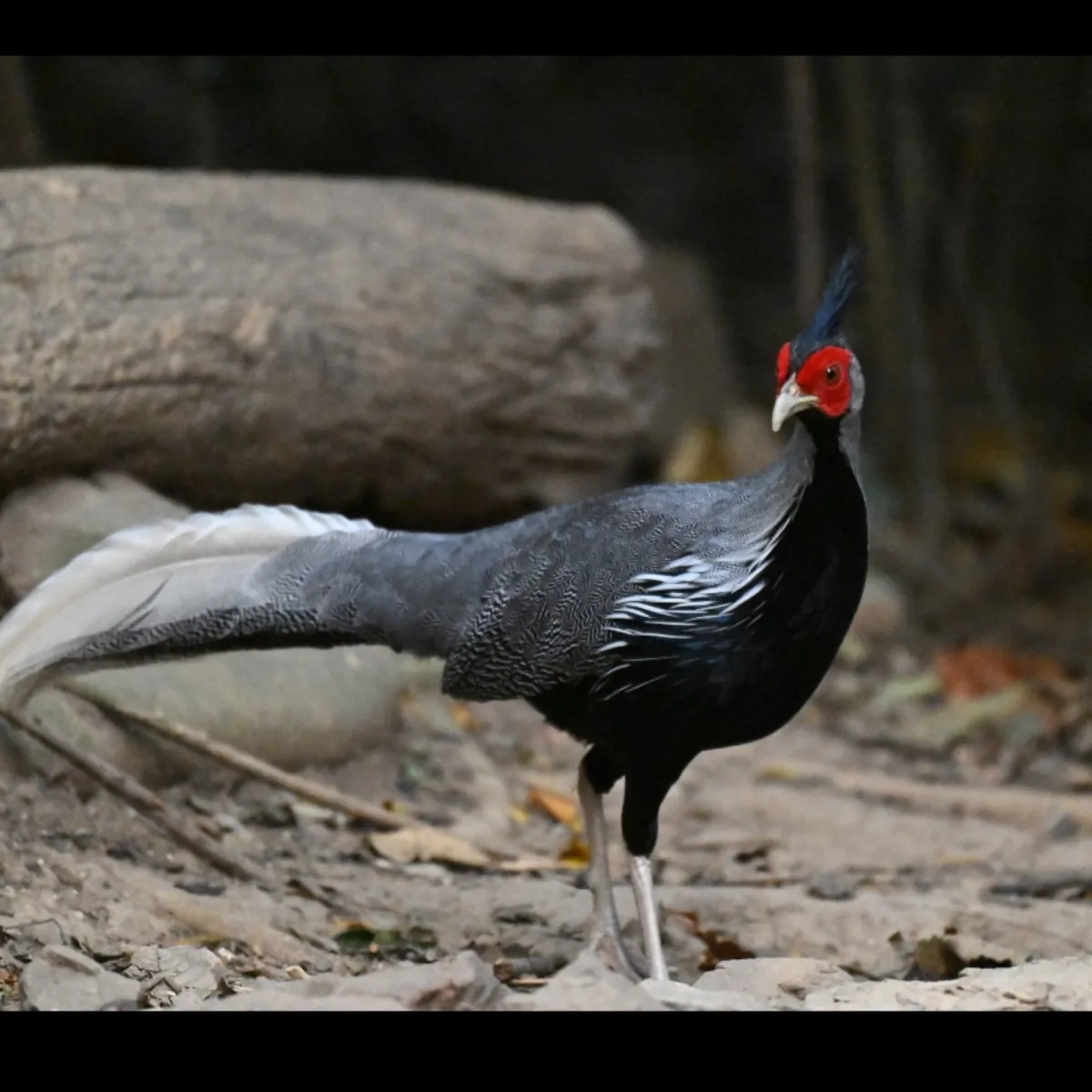 Gespotte Zilverfazant