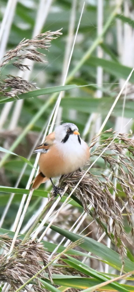 Spotted Bearded Reedling