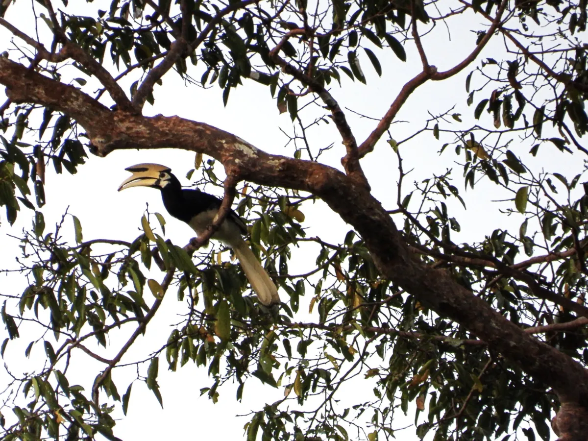 Gespotte Indische neushoornvogel