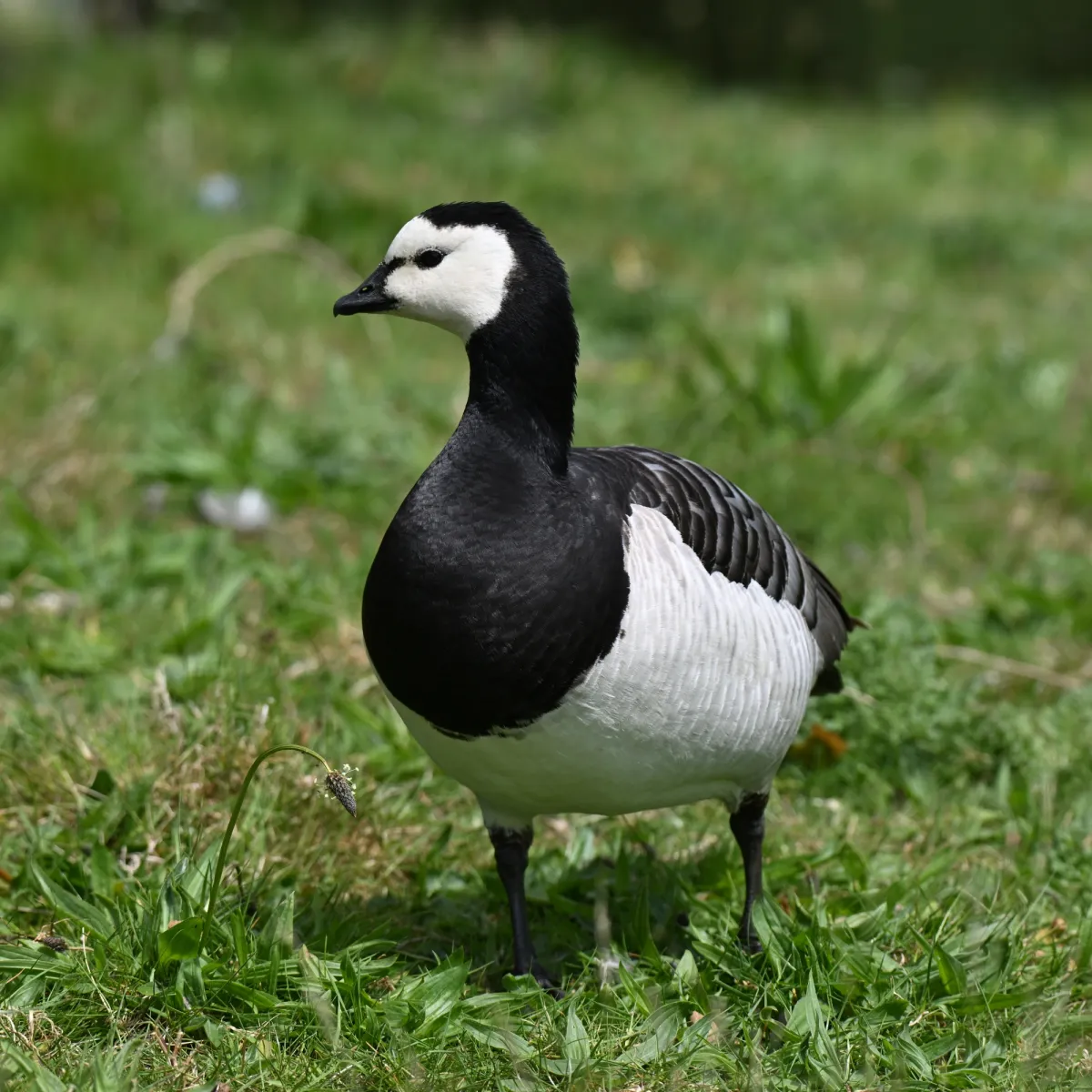 Spotted Barnacle Goose